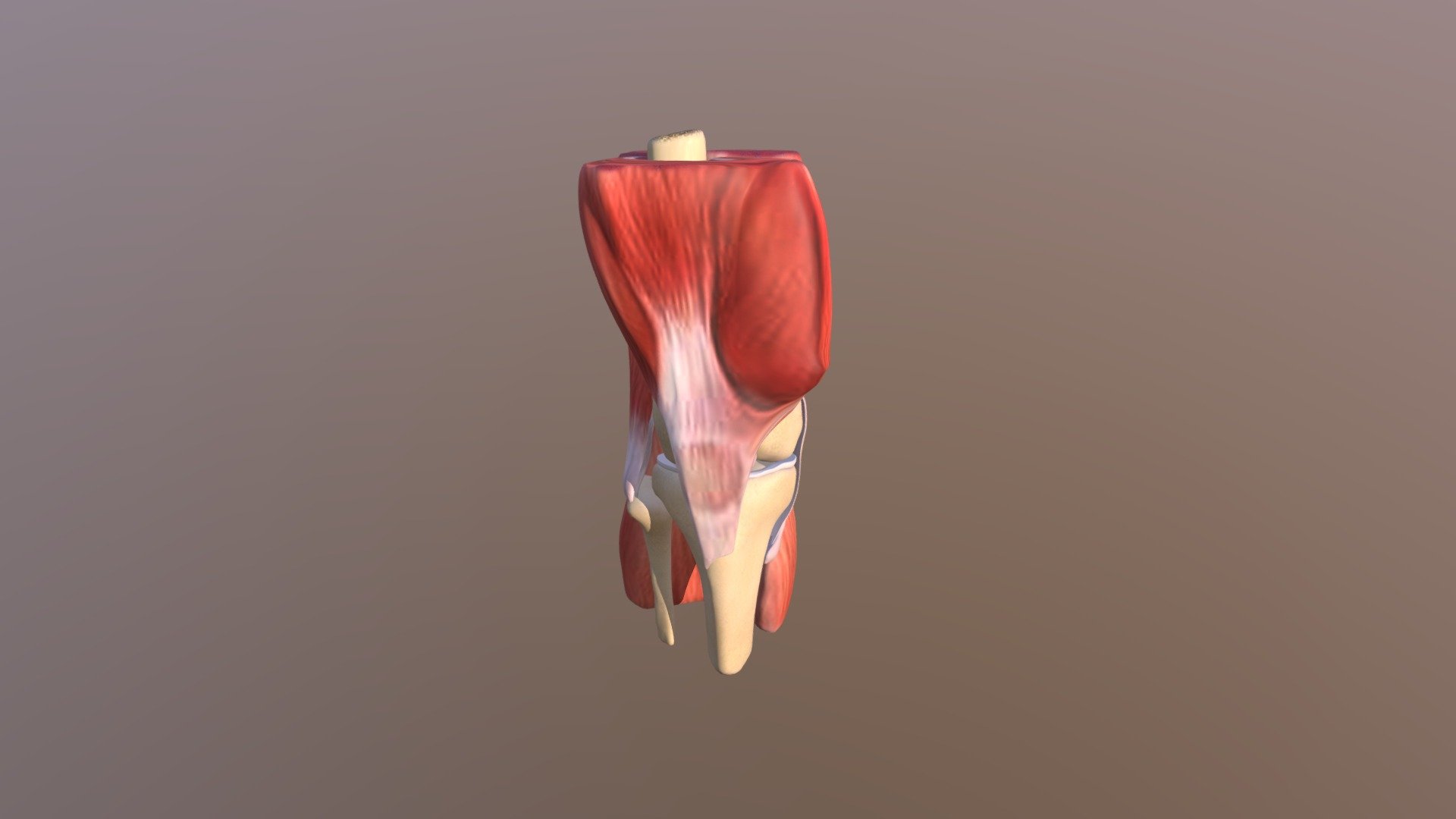 Knee Animation - 3D model by mckenzie.burch [4273246] - Sketchfab