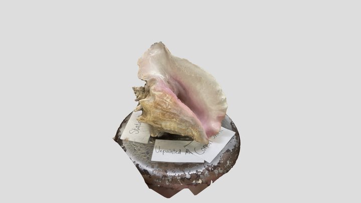 Conch-shell 3D models - Sketchfab