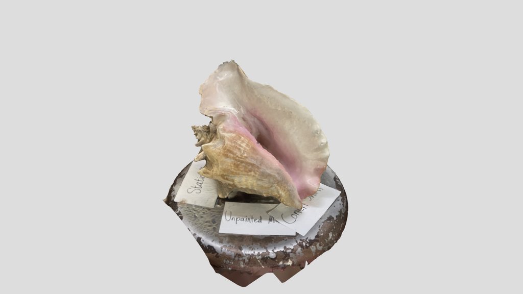 Conch Shell