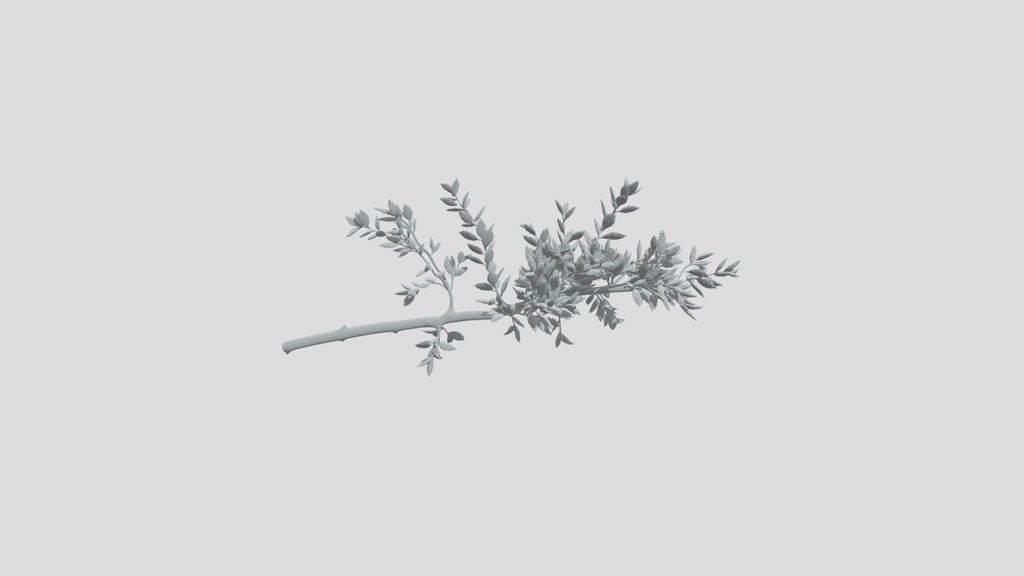 create a straight branch of a quercus robur