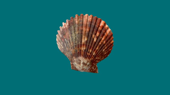 Flat seashell 3D Model