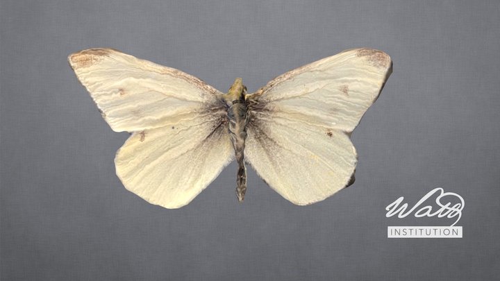 Pieris napi (Green-veined White)