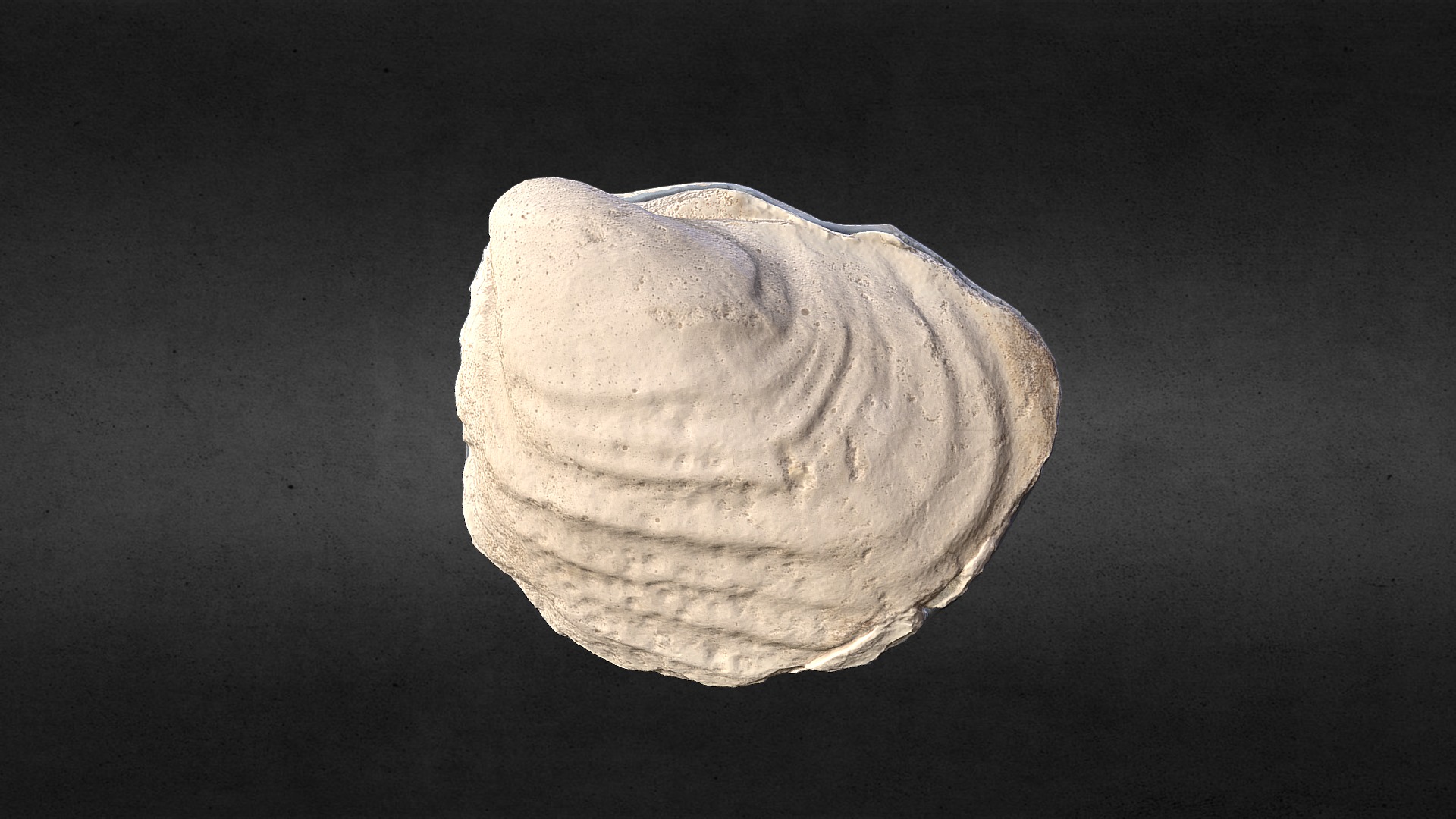 3D model Inoceramus quadrans (cast) - This is a 3D model of the Inoceramus quadrans (cast). The 3D model is about a close-up of a rock.