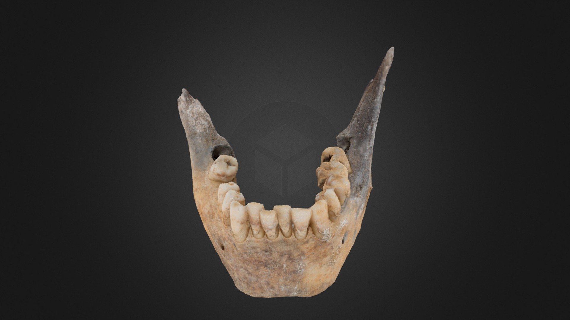 Mandible "Ponferrada Uno"