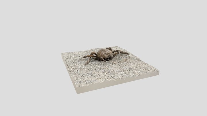 Morbid Beach Find #9a: Spider Crab 3D Model