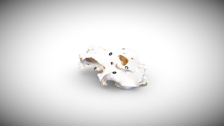 White Shark Skull 3D Model