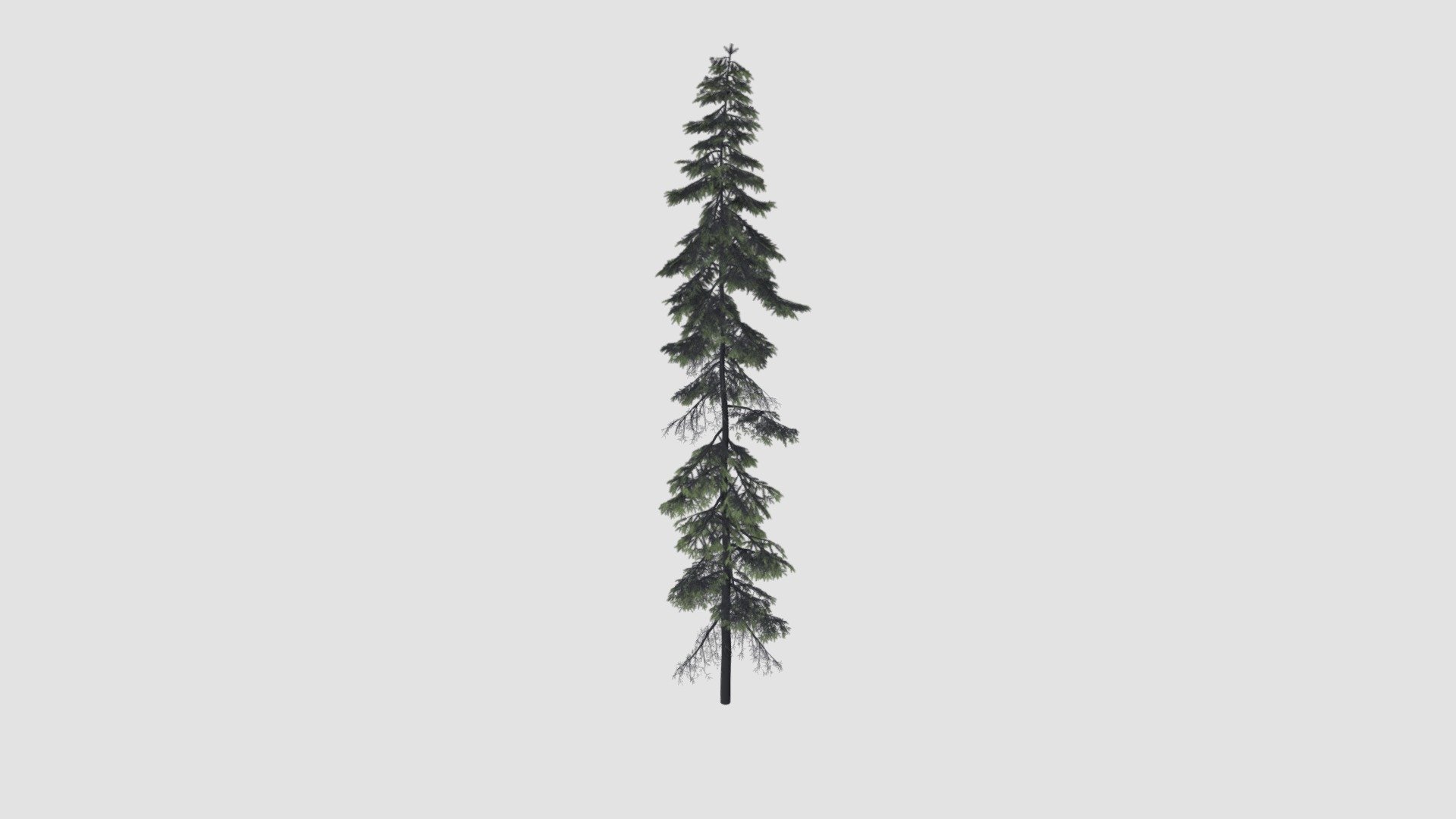 Tree - Buy Royalty Free 3D model by Evermotion [428f118] - Sketchfab Store