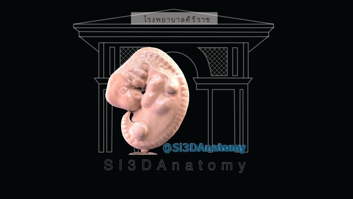 Embryo 5 weeks 3D Model