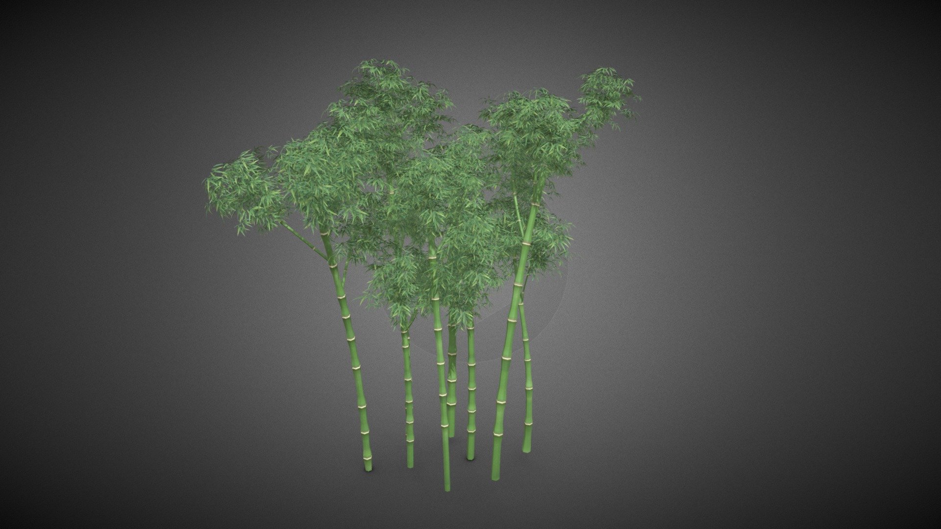 Bamboo Tree - Buy Royalty Free 3D model by misitewang [4290934 ...