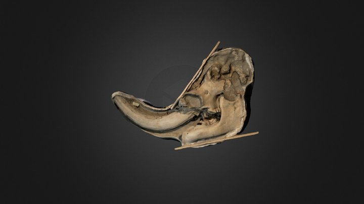 Mastodon Skull 3D Model
