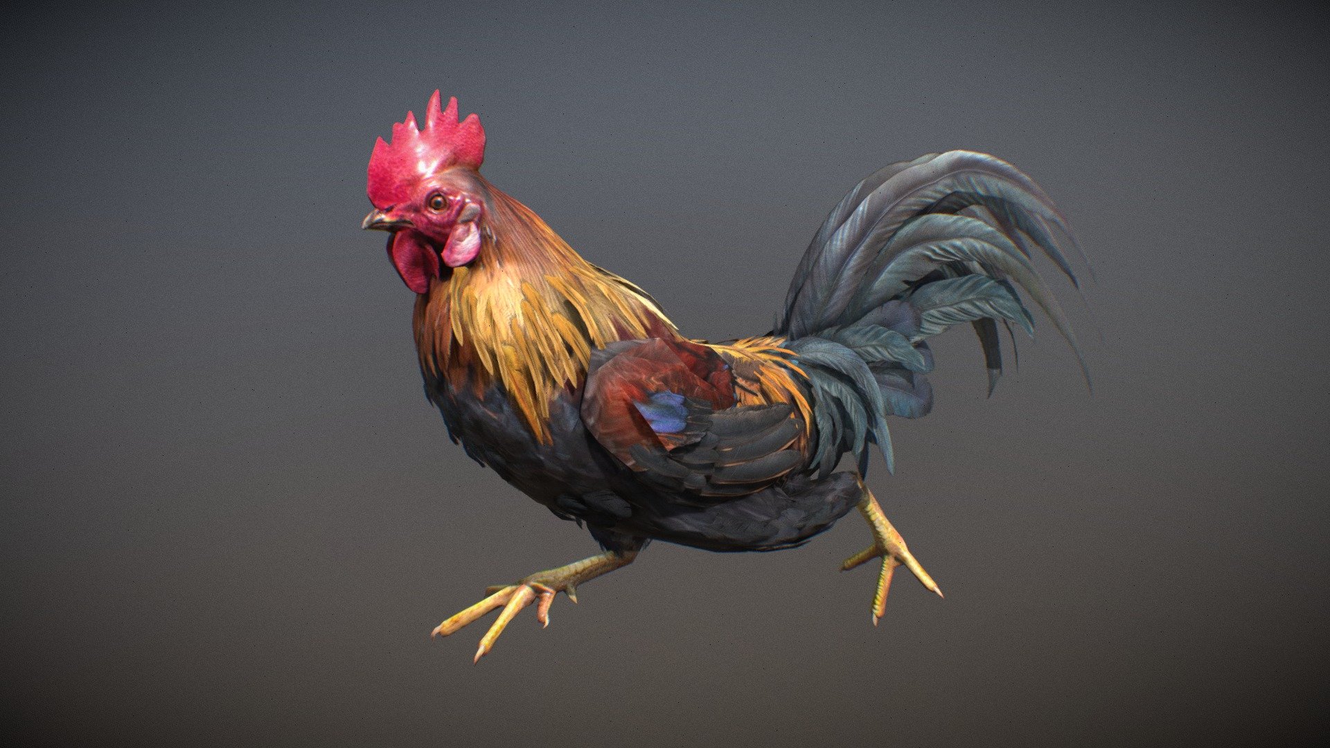 Animalia - Chicken (male) - 3d Model By Gim (@gamesinmotion) [4292e1c 