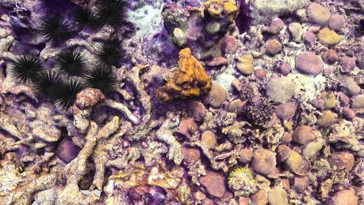 Urchins and fungias