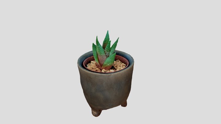 Succulent haworthiopsis limifolia 3D Model