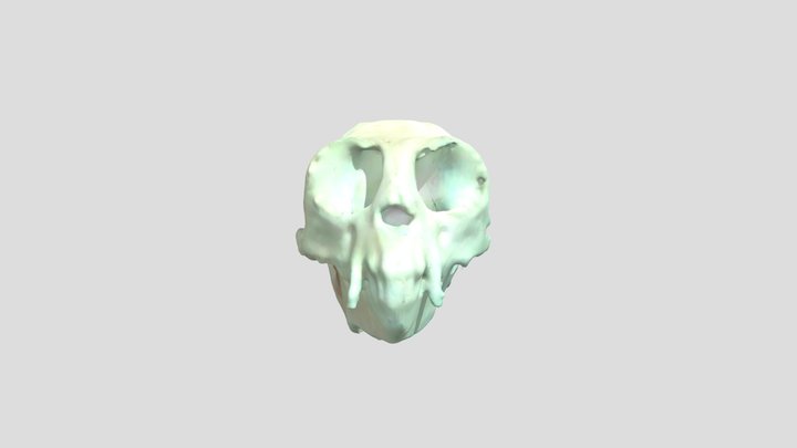 Common Marmoset 3D Model