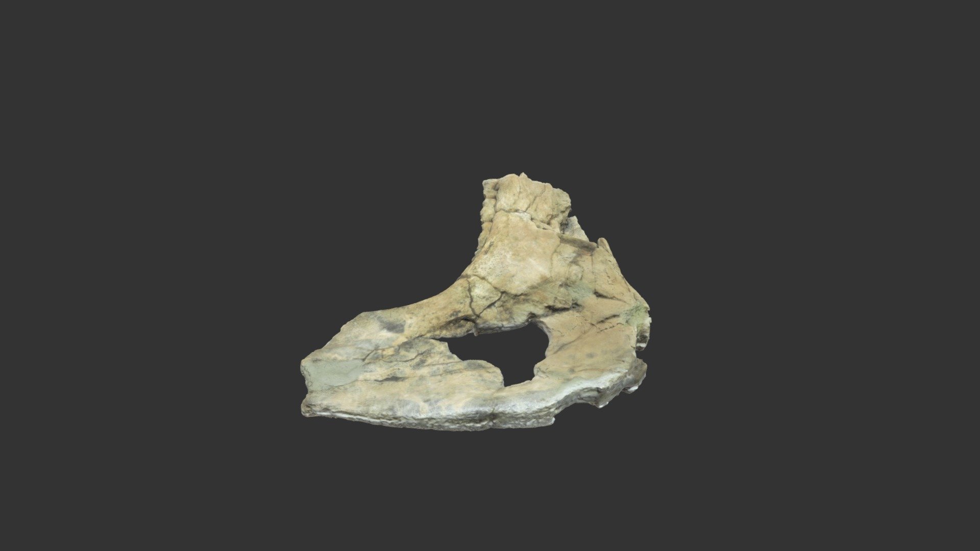 WSC24656 Equus occidentalis dentary