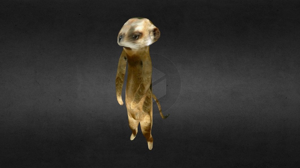 Meerkat