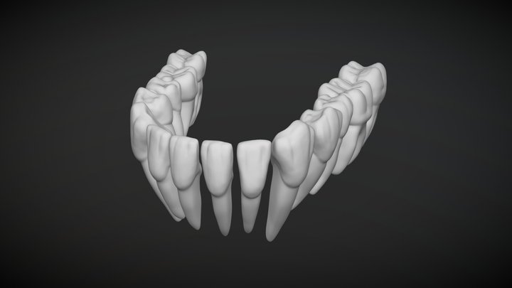 Lower Teeth - Dientes Inferiores 3D Model