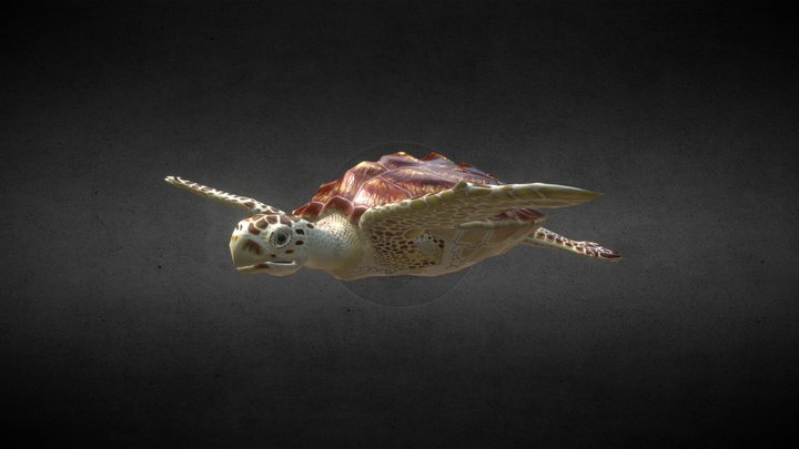 Loggerhead Turtle 3D Model