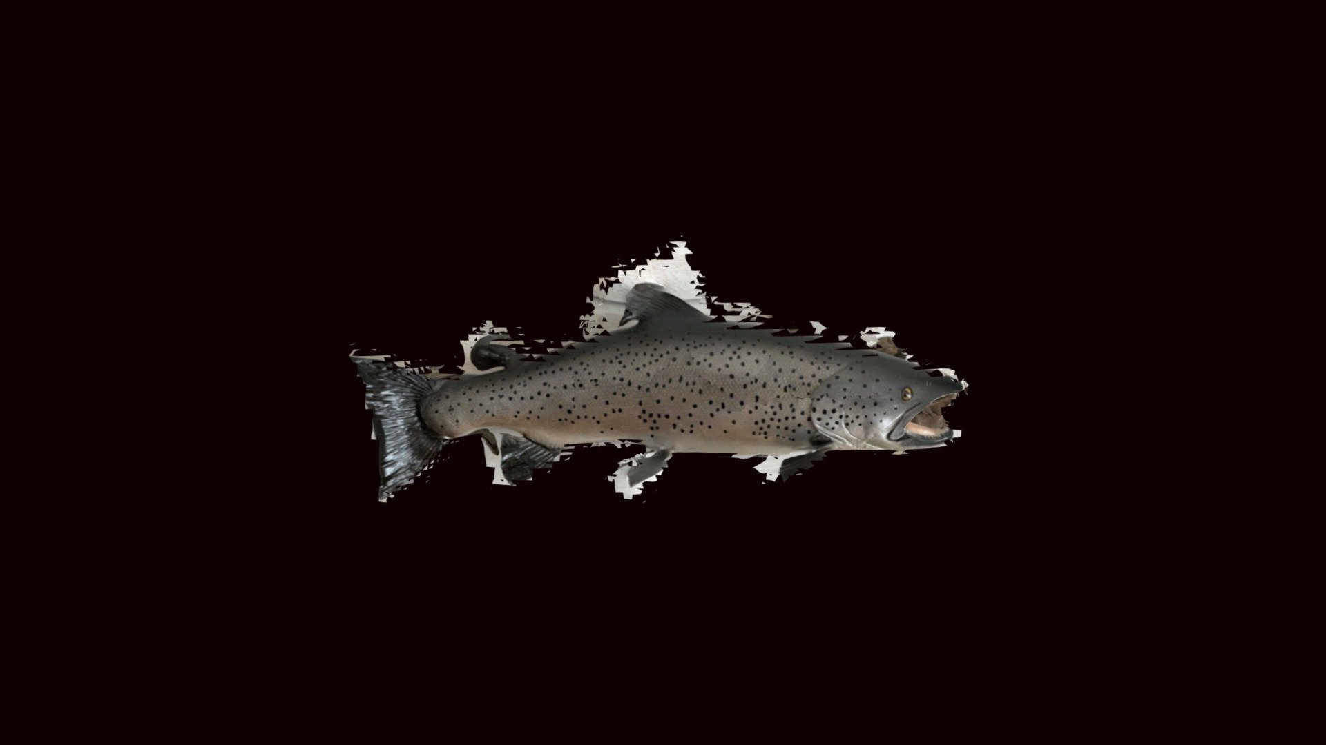 Trout/ørret — Sketchfab embed 3D viewer