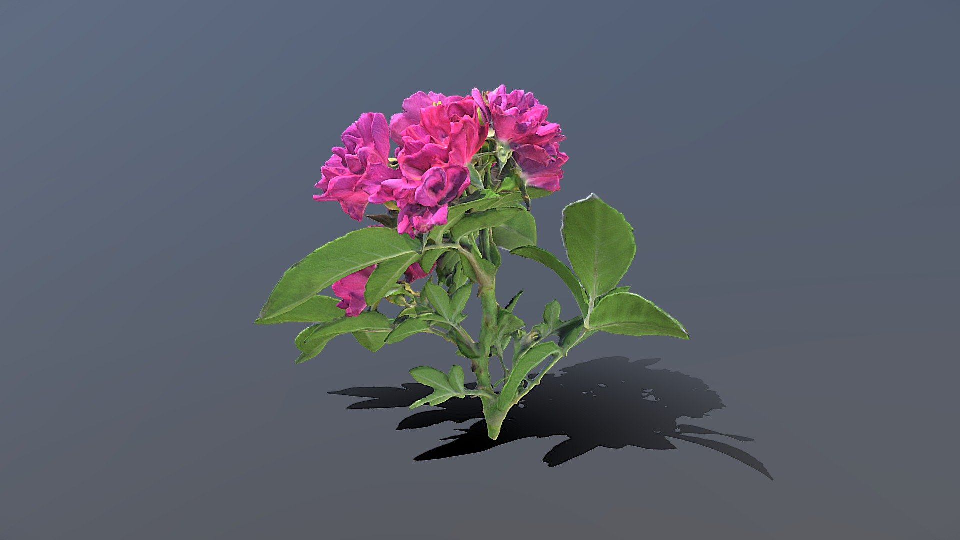 Rose Branch