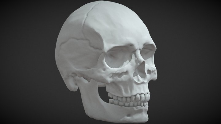 Skull High Poly 3D Model