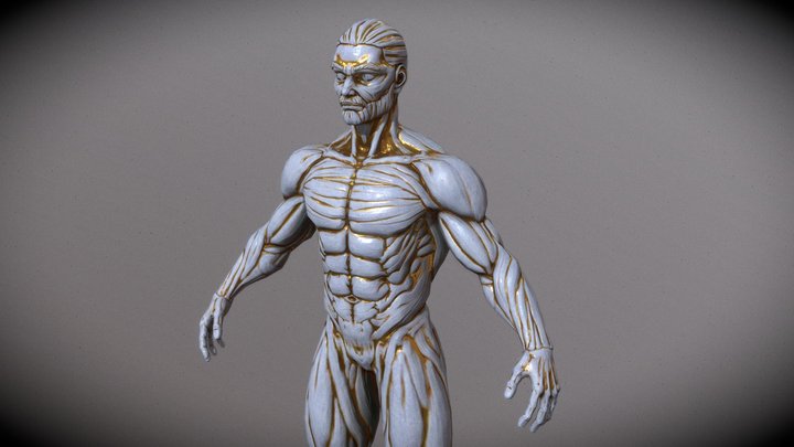 Male Anatomy Marble Statue 3D Model
