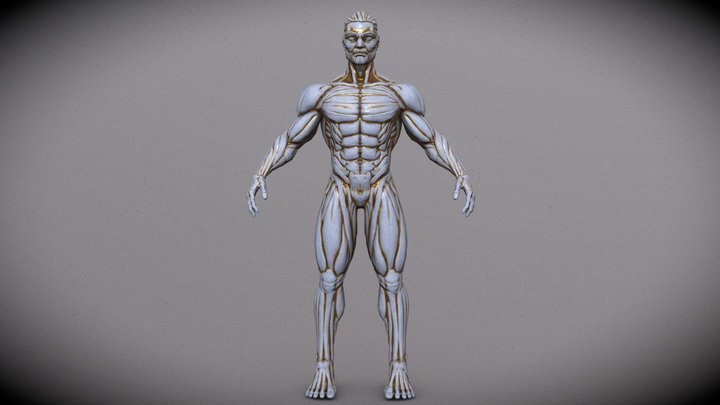 Male Anatomy Marble Statue 3D Model