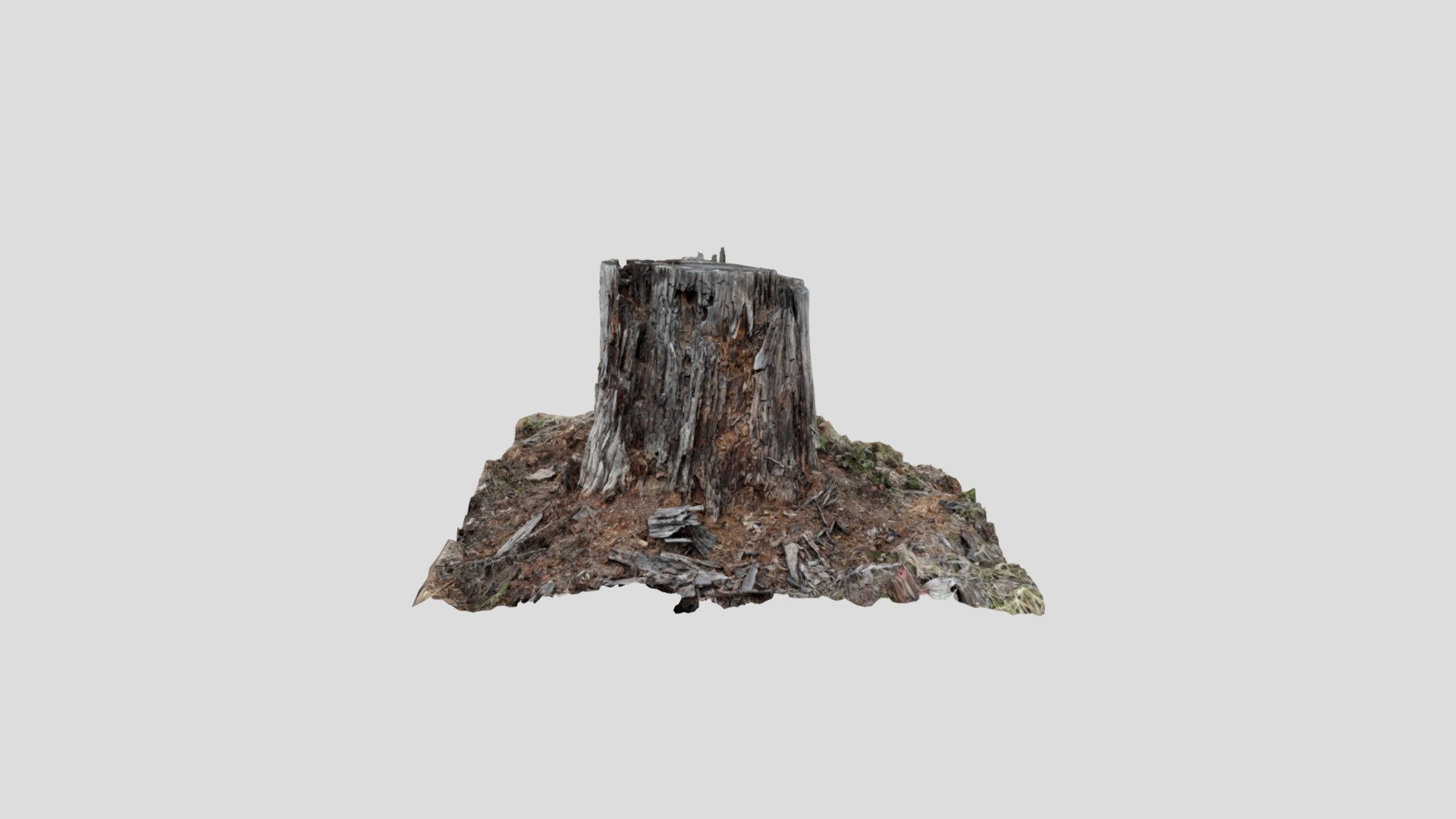 Old Stump