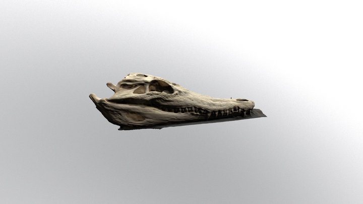 Crocodile skull 3D Model