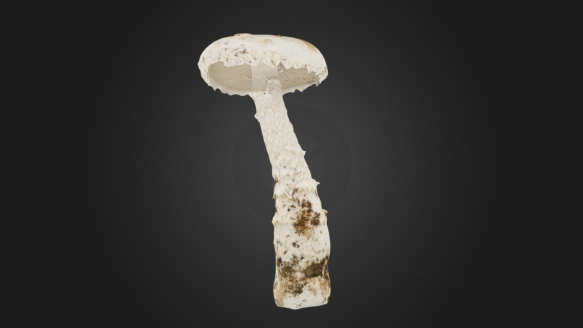 Amanita smithiana mushroom