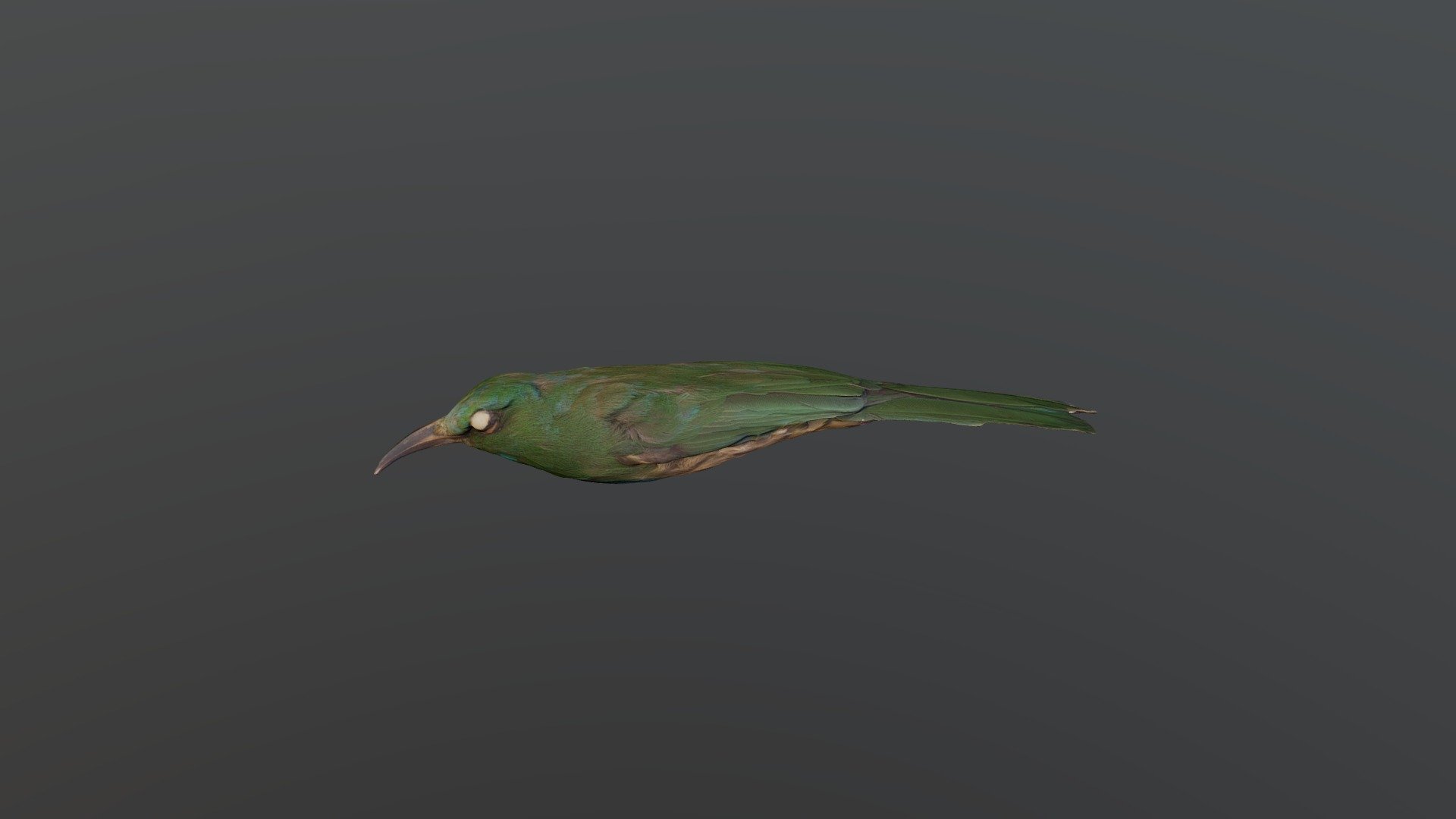 Blue-bearded Bee-eater - Nyctyornis athertoni