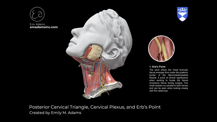 Posterior Cervical Triangle and Erb's Point 3D Model