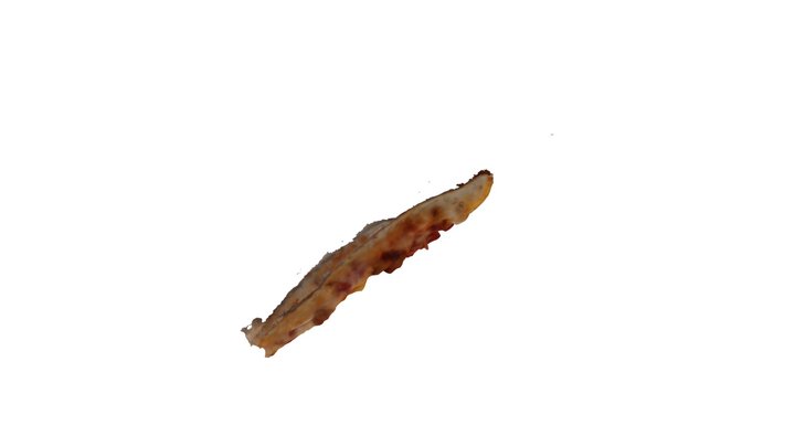 Hawaiian Pizza 3D Model