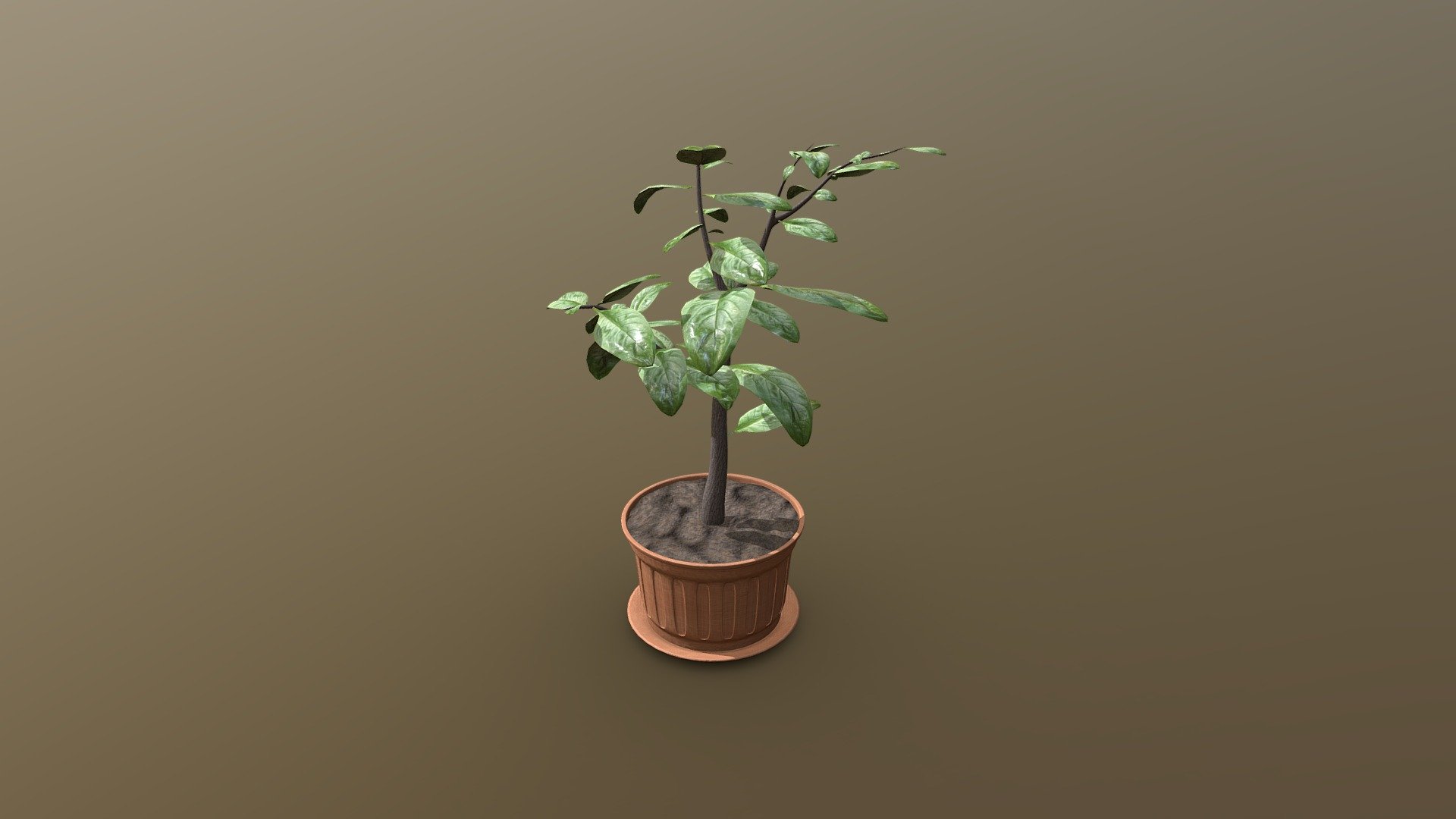 Rubber Tree Plant - 3D model by iancopenhaver [42cf436] - Sketchfab