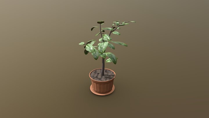 Rubber Tree Plant 3D Model
