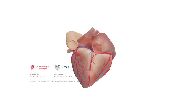 Anatomical heart - codominance – Modello 3D gratuito STL
