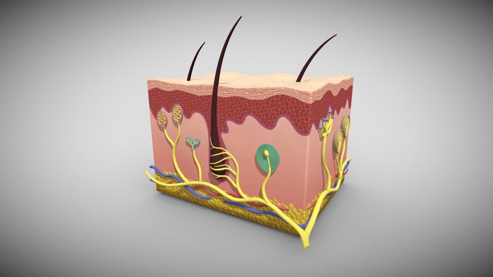 Sensory Receptors of the Human Skin 3D Model