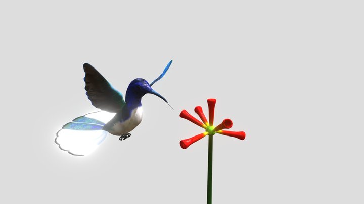 Beija-flor 3D models - Sketchfab