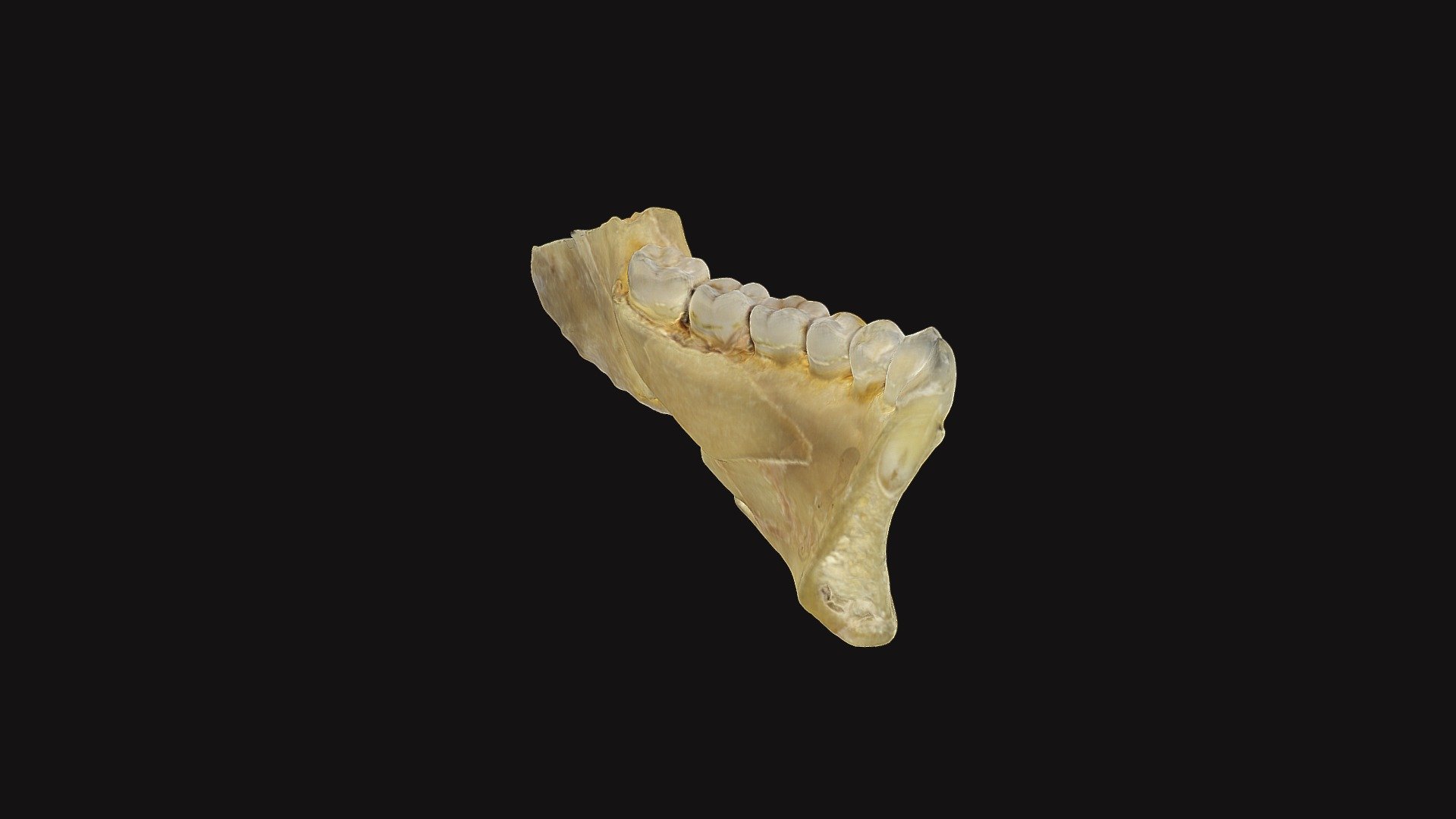 Mandible scanned - 3D model by KennedyAnatomy (@Bruce96) [42d32e5 ...