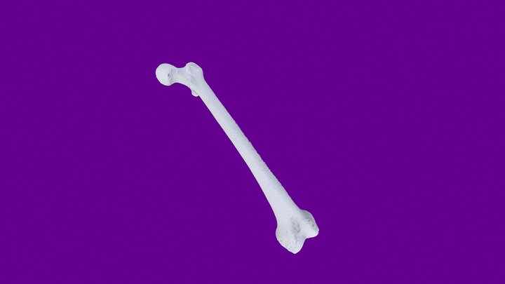03 - UD4 Femur 3D Model
