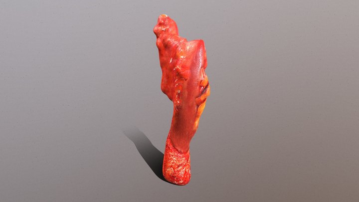 Rectum 3D models - Sketchfab