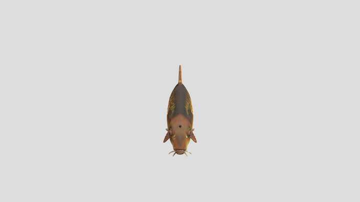 Golden Carp Illustration 3D Model