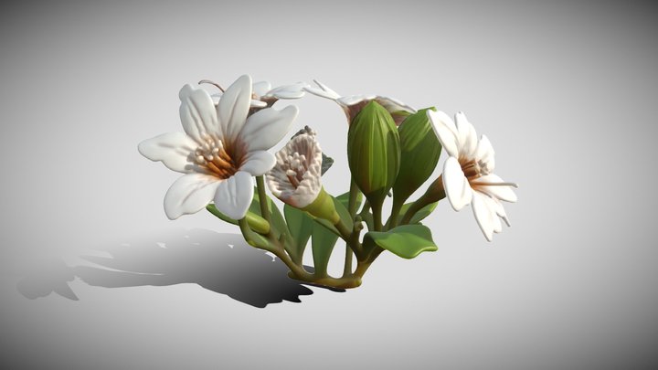 Cordia seleriana 3D Model