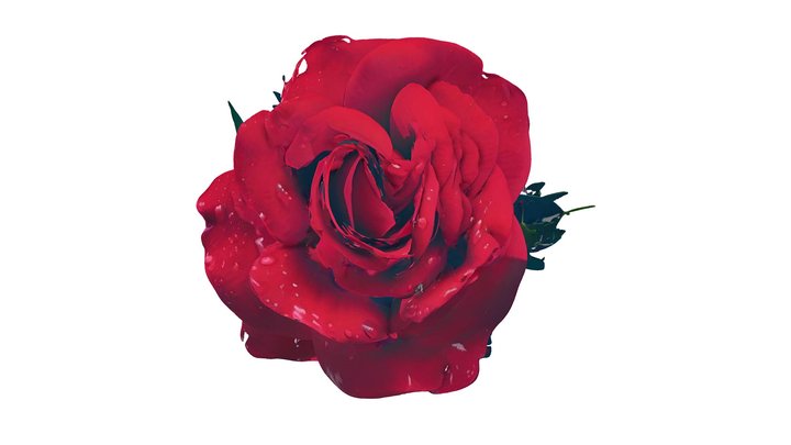 Red Rose 3D Model