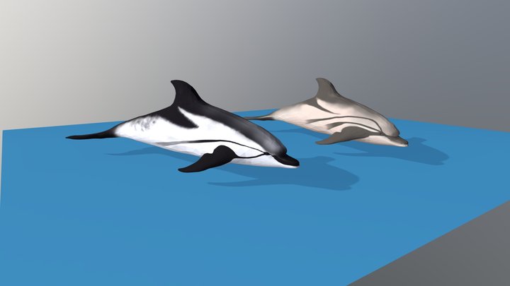 Dolphins 3D Model