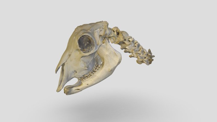 Sheep skull and neck 3D Model