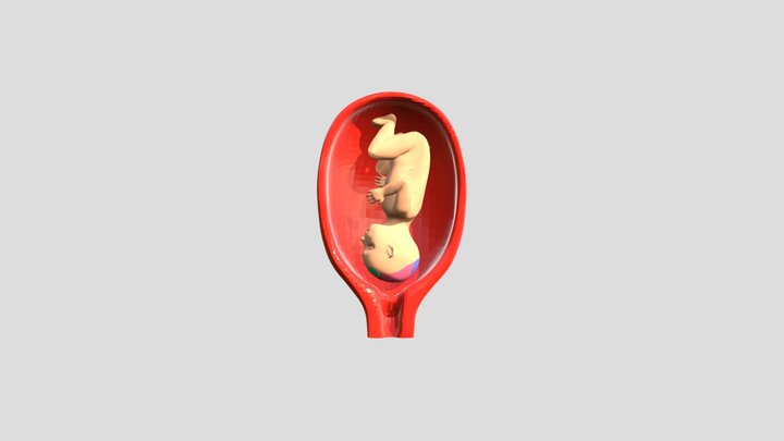2. Flexion 3D Model