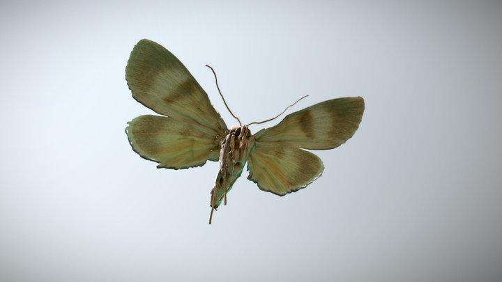 Catocala messalina – Gratis 3D-model STL