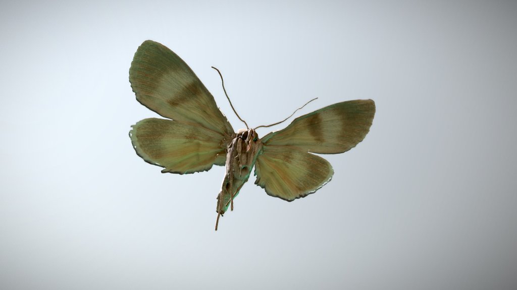 Catocala messalina