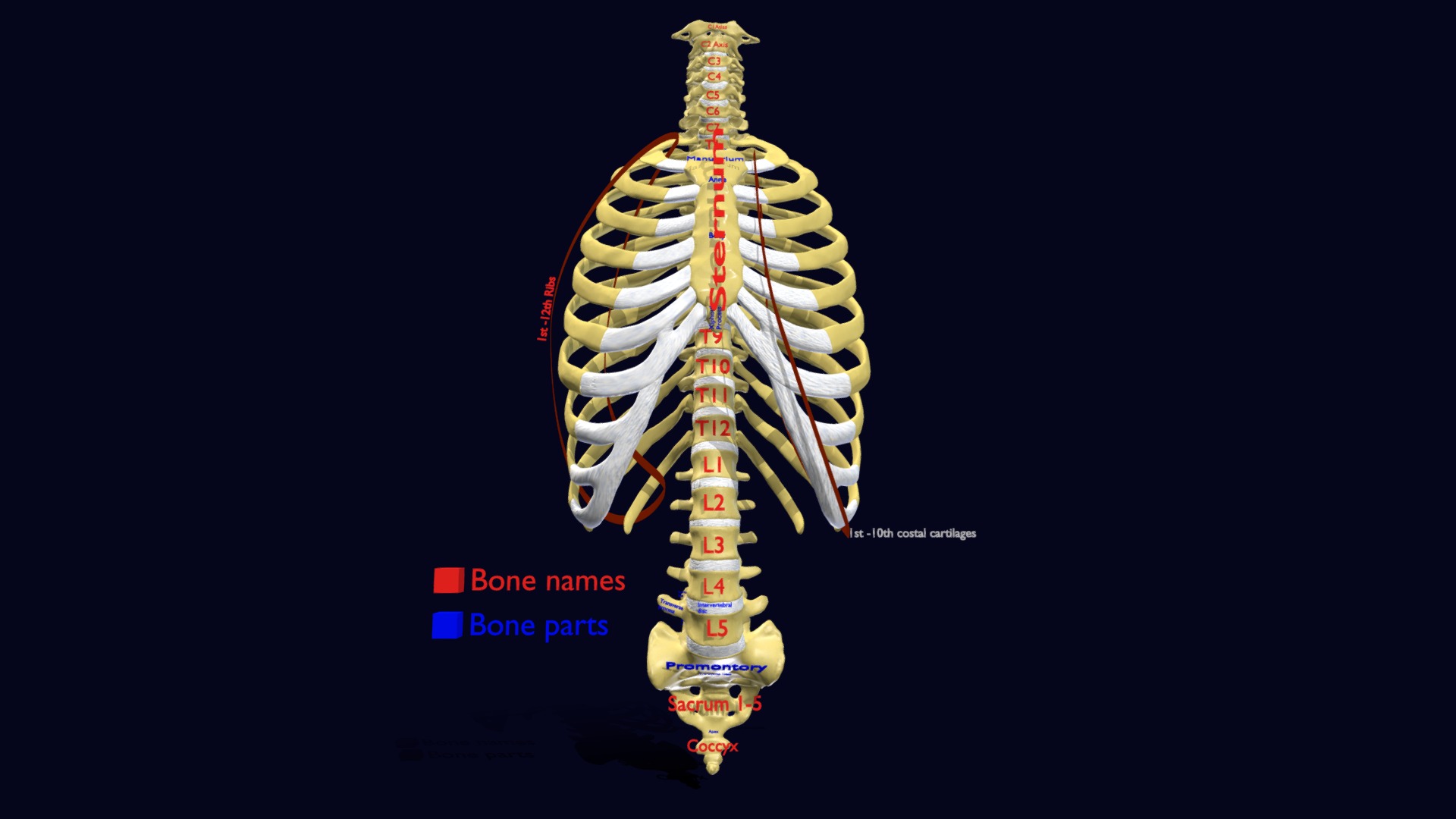 3D model Ribs And Vertebrae labelled text detail - This is a 3D model of the Ribs And Vertebrae labelled text detail. The 3D model is about diagram.